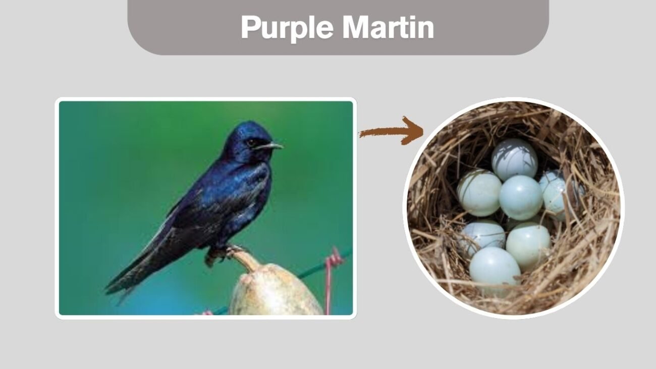 Purple Martin