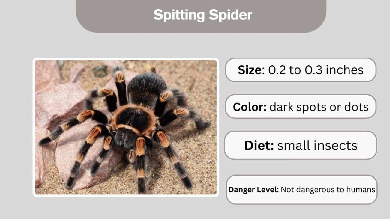 Spitting Spider