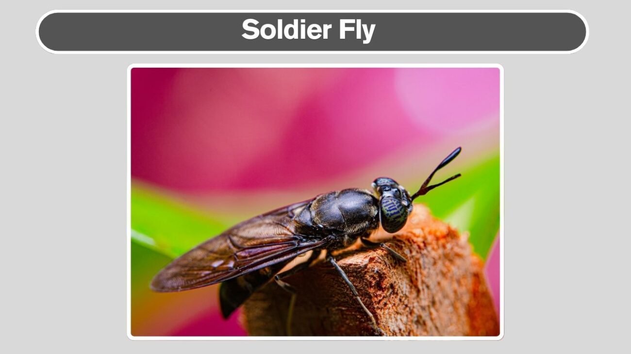 Soldier Fly