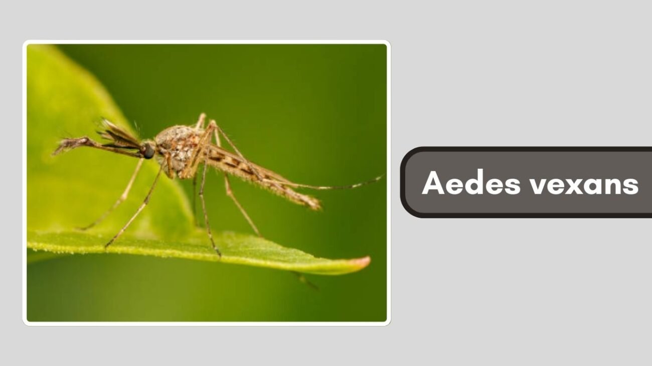 Aedes vexans