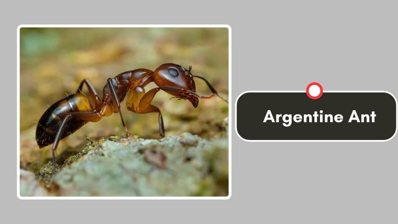 Argentine Ant