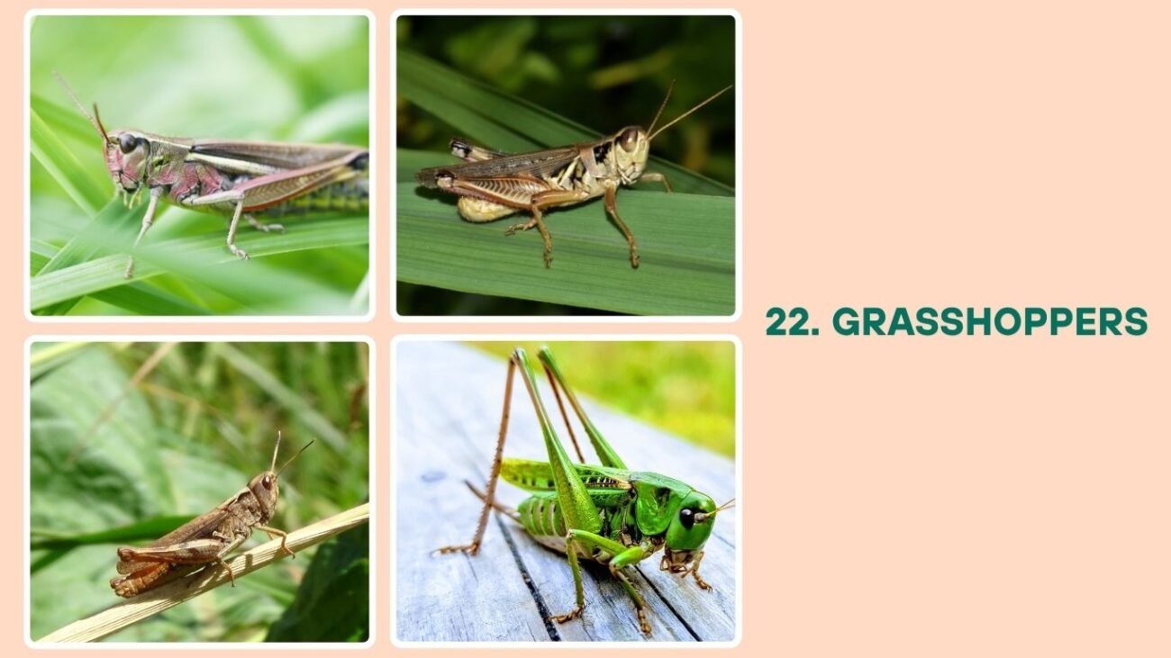 Grasshoppers
