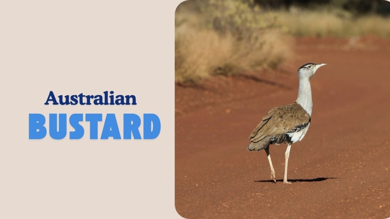 Australian Bustard