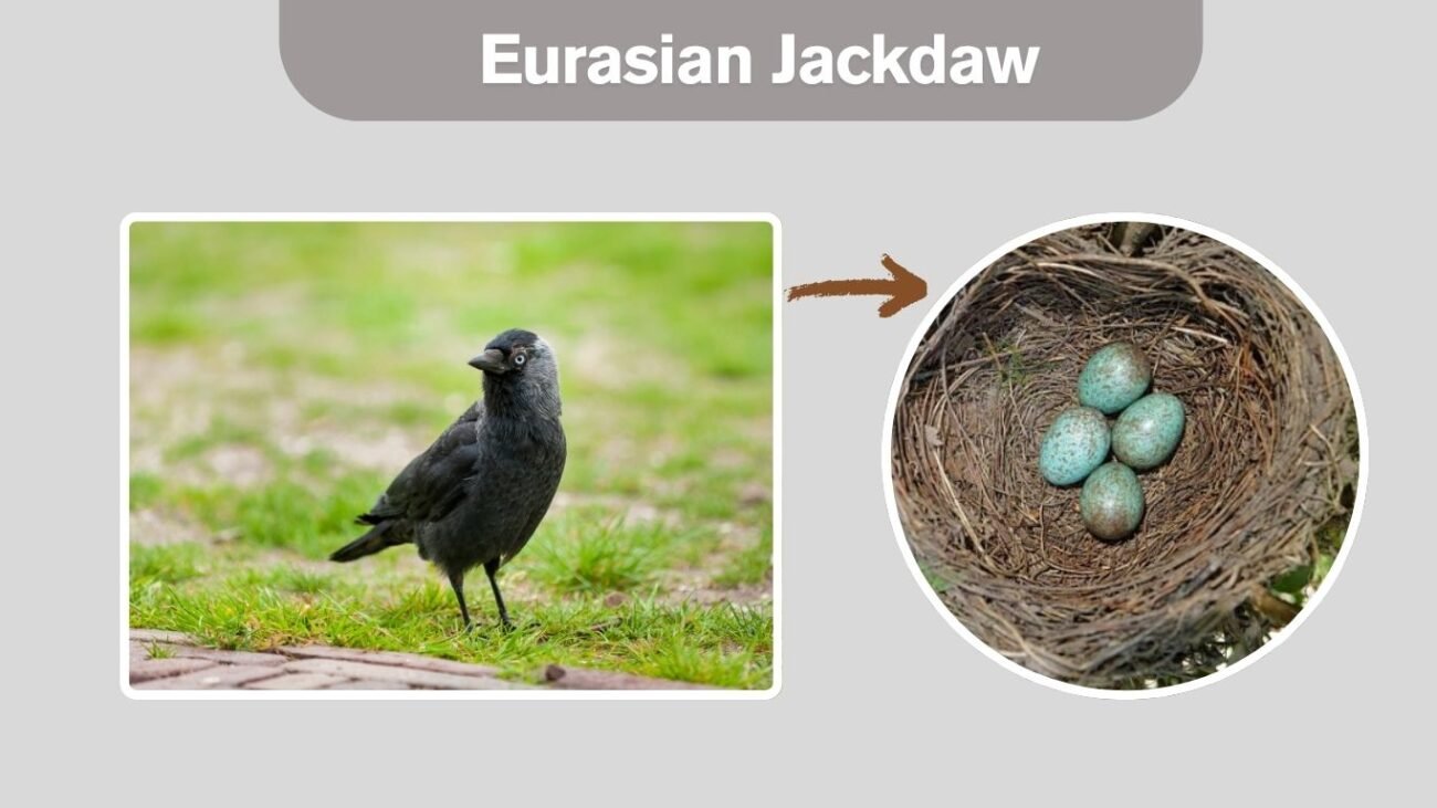 Eurasian Jackdaw