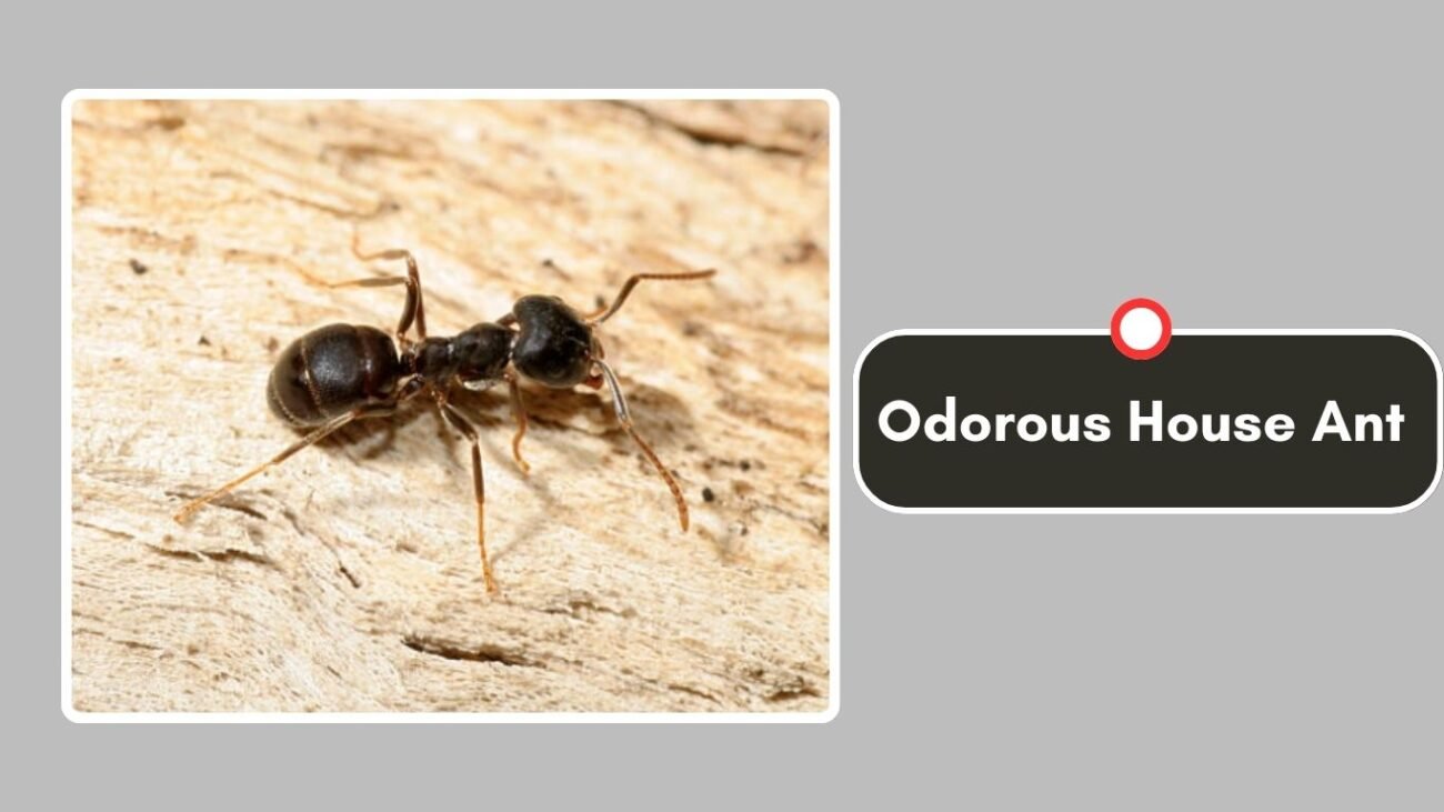 Odorous House Ant