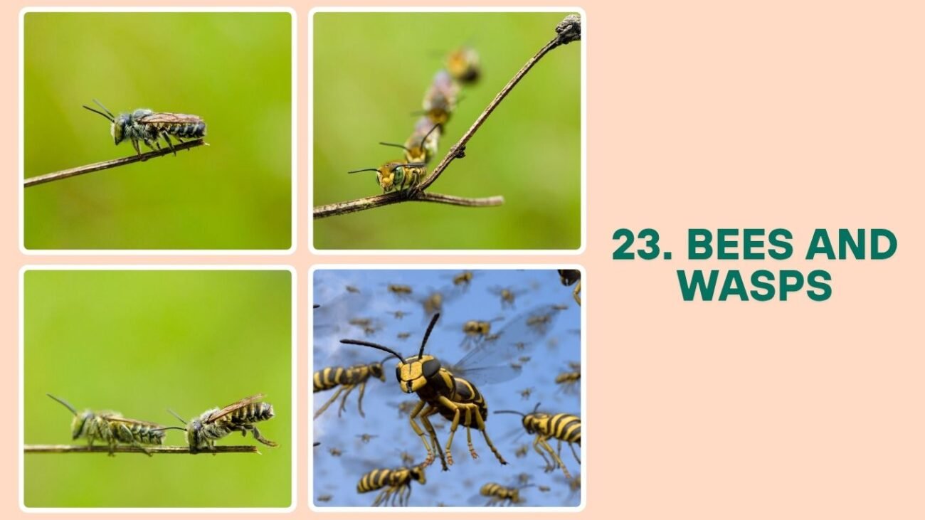 Bees and Wasps