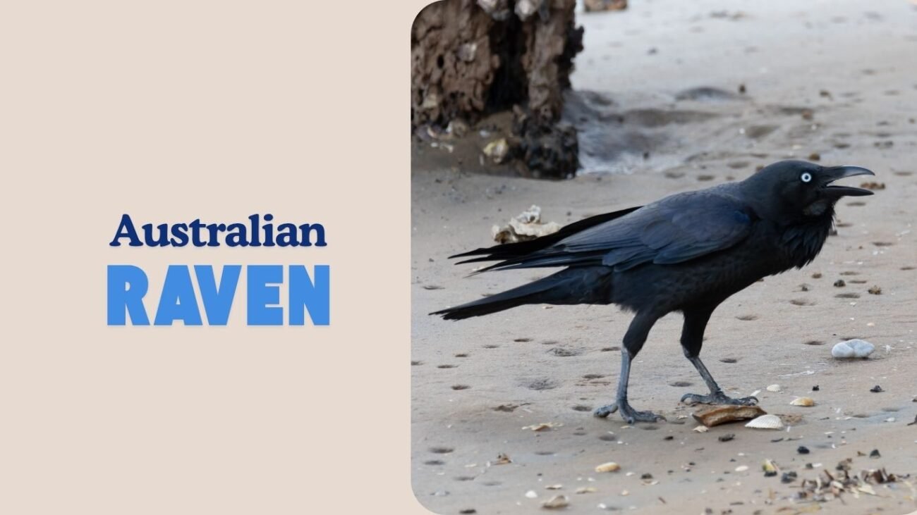 Australian Raven