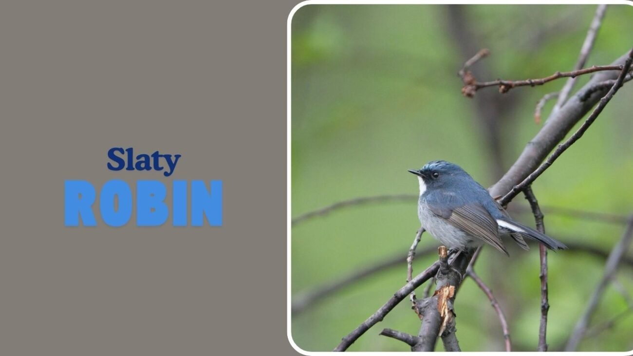 Slaty Robin