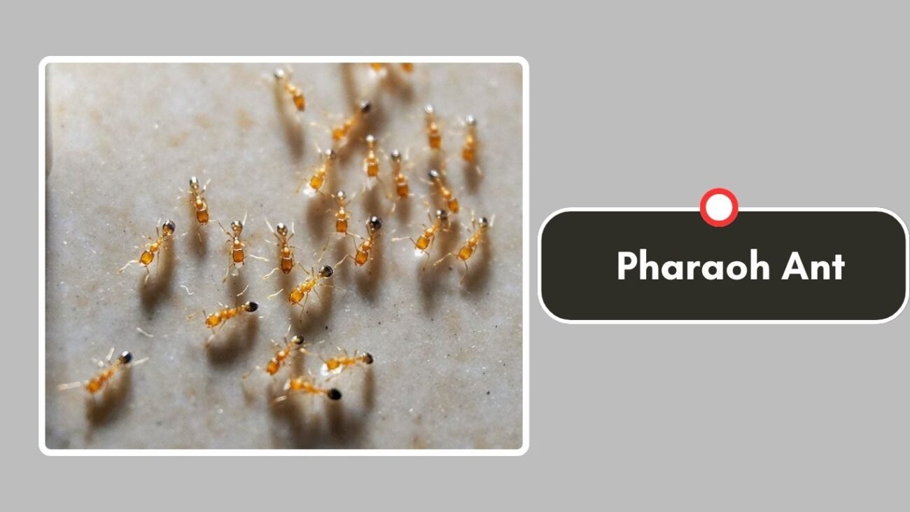 Pharaoh Ant