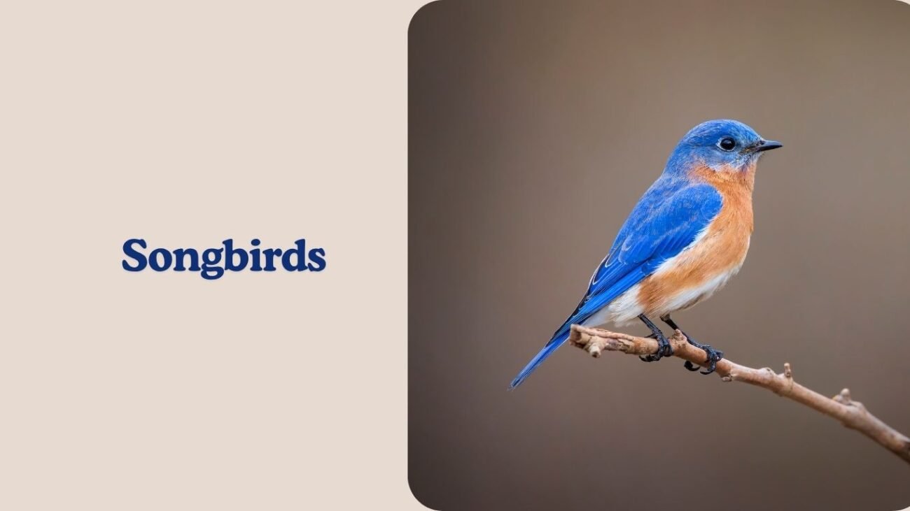 Songbirds