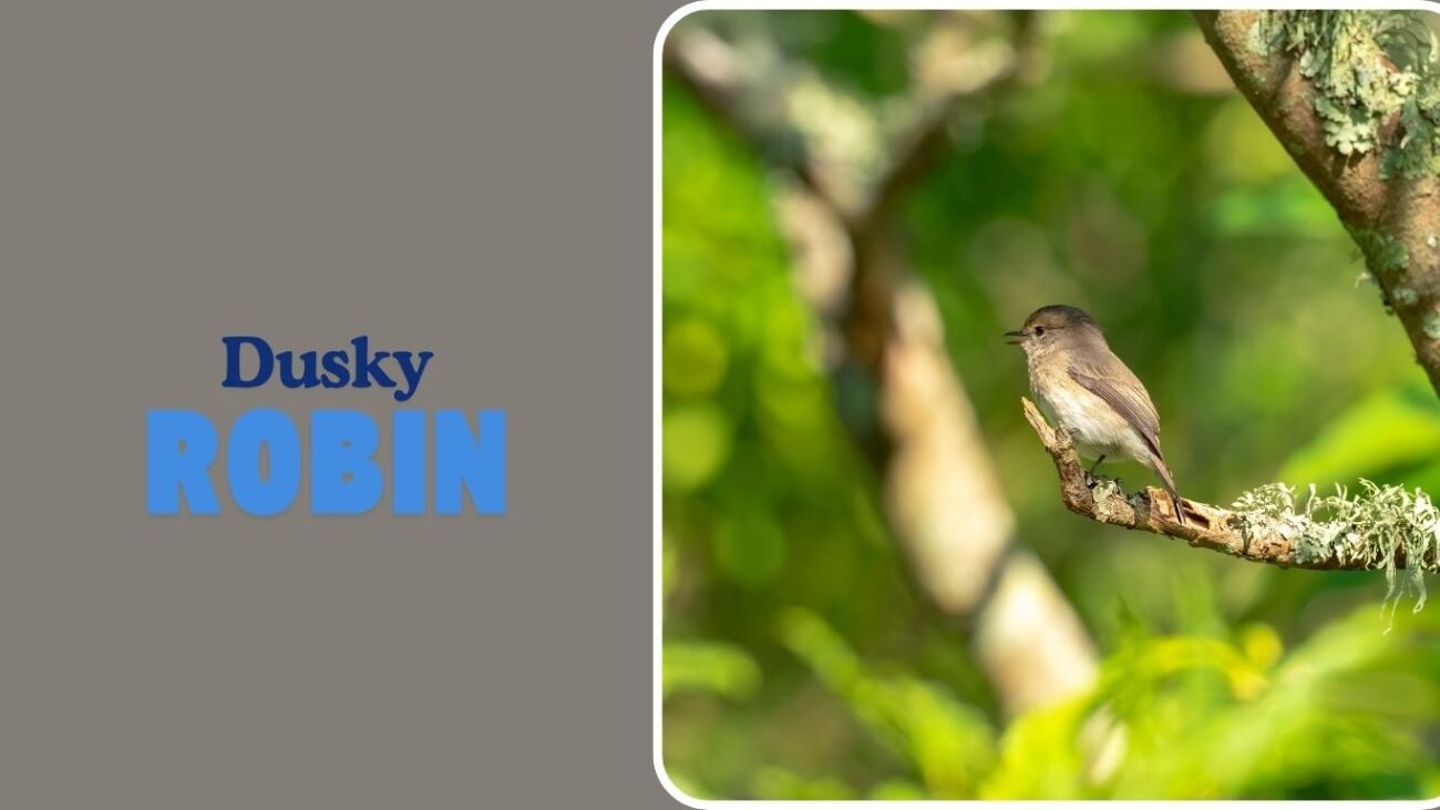 Dusky Robin