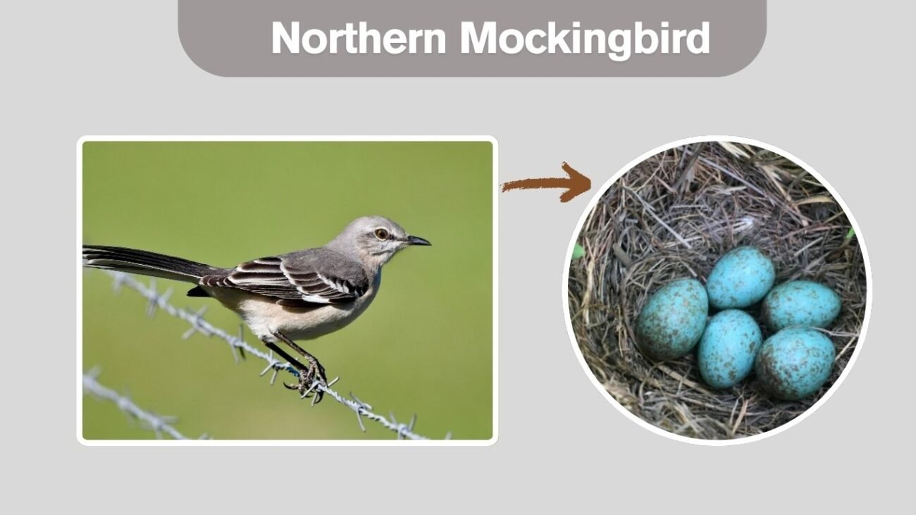 Northern Mockingbird