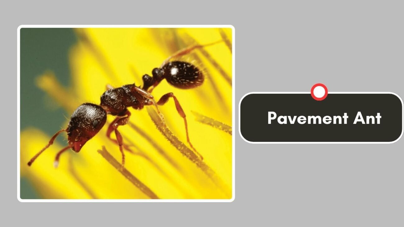 Pavement Ant