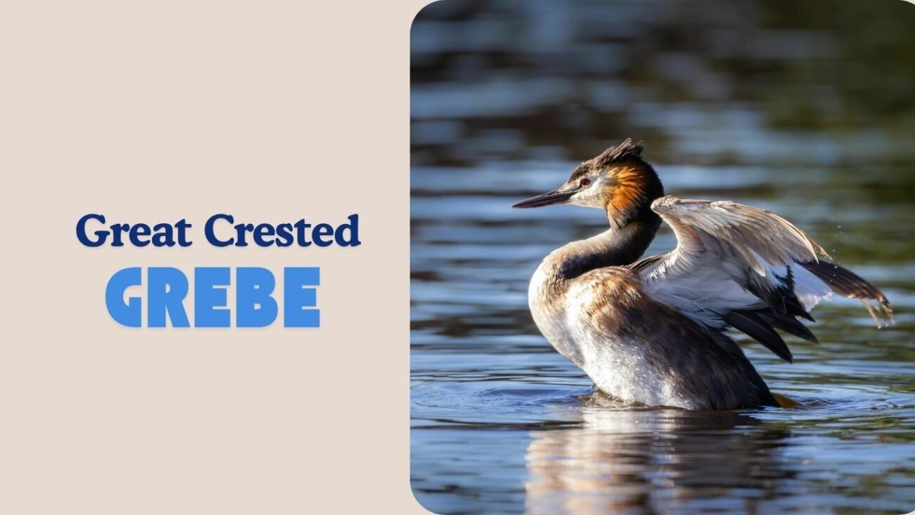 Great Crested Grebe
