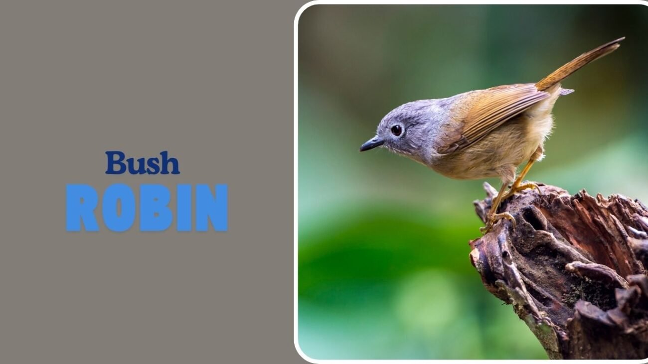 Bush Robin
