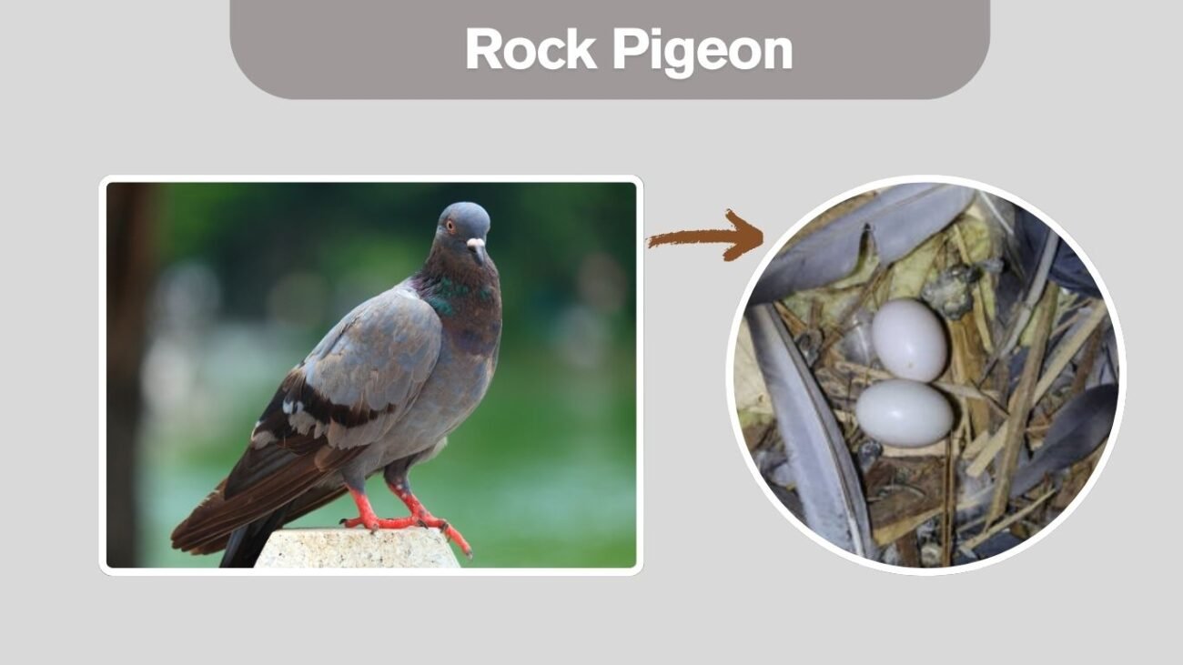 Rock Pigeon