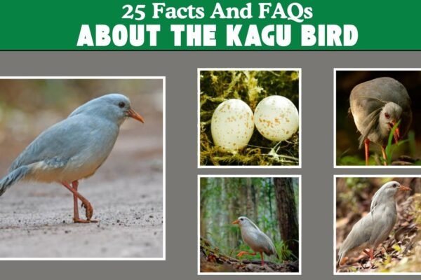 25 Facts and FAQs About the Kagu Bird