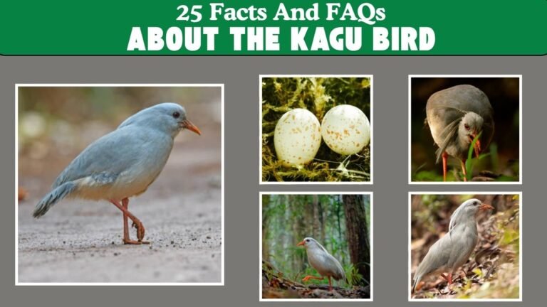 25 Facts and FAQs About the Kagu Bird