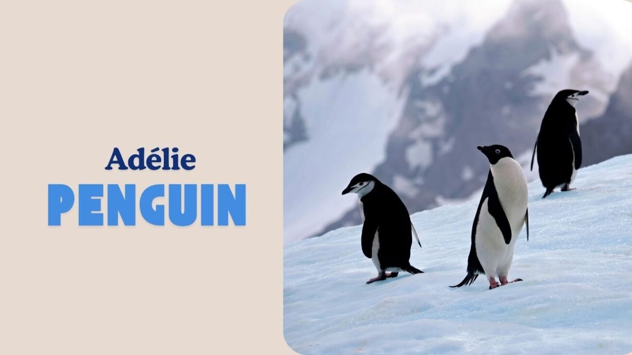 Adélie Penguin