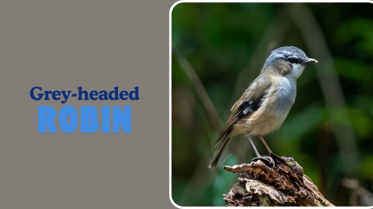 Grey-headed Robin