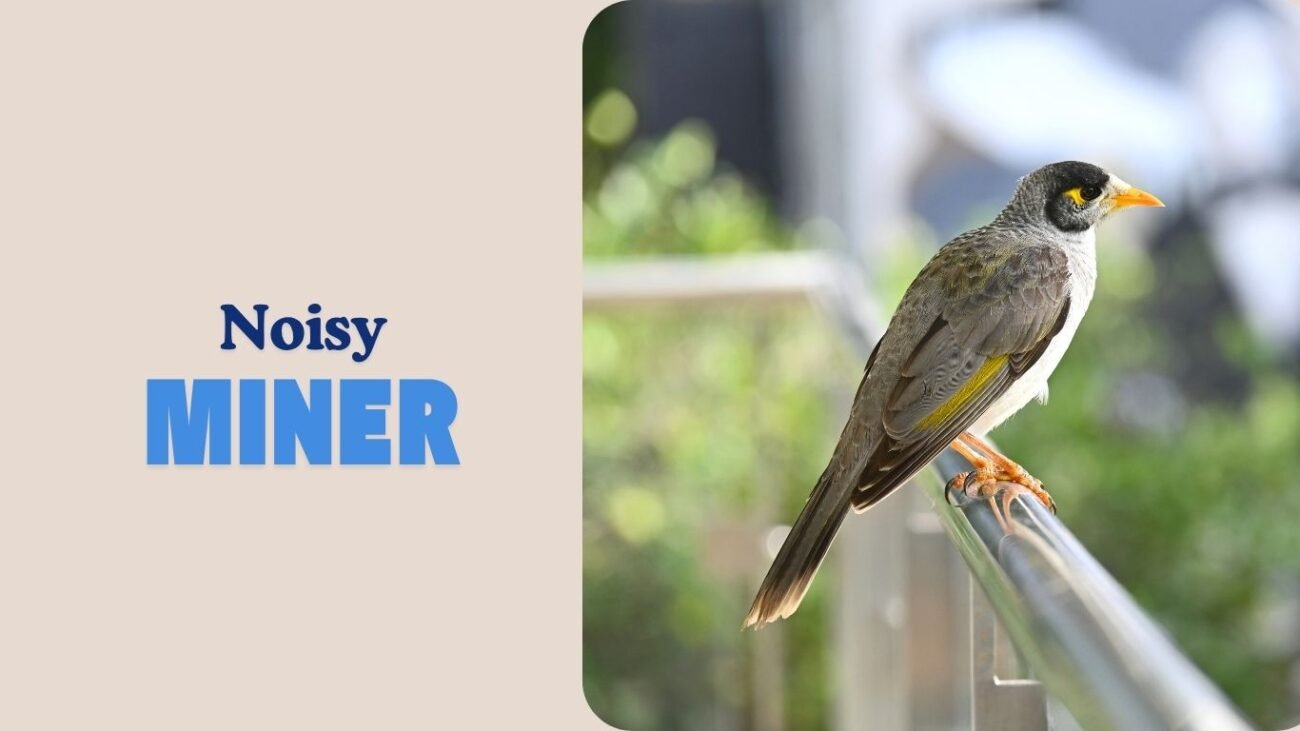 Noisy Miner
