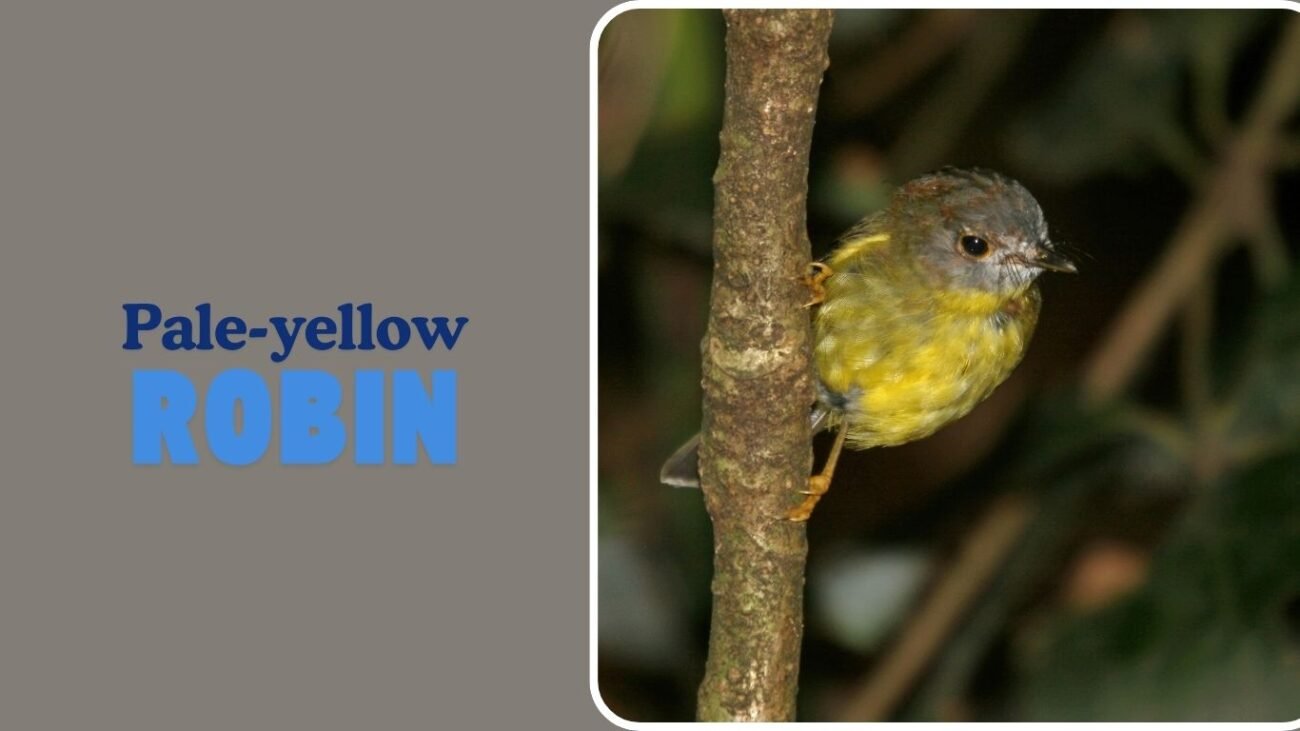 Pale-yellow Robin