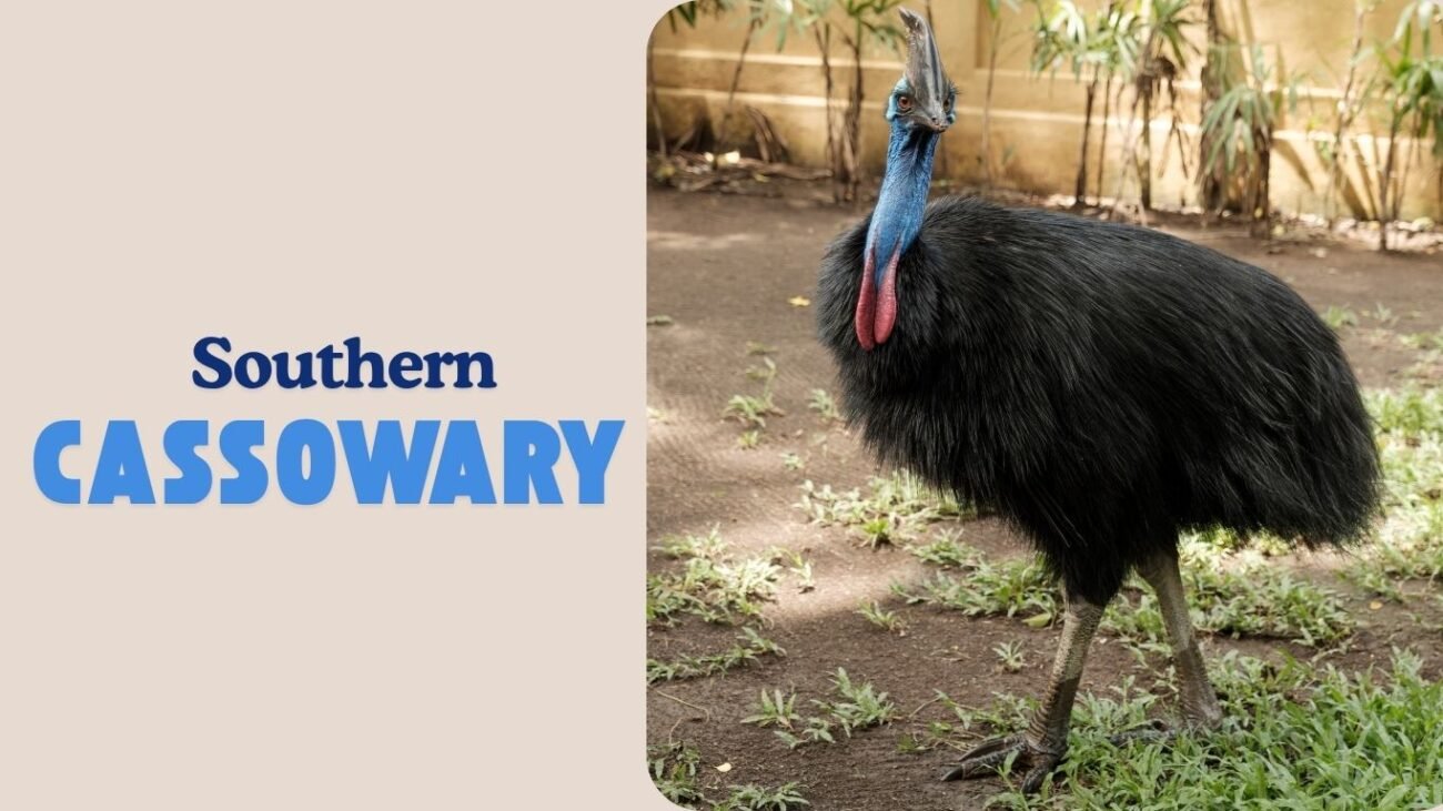 Southern Cassowary