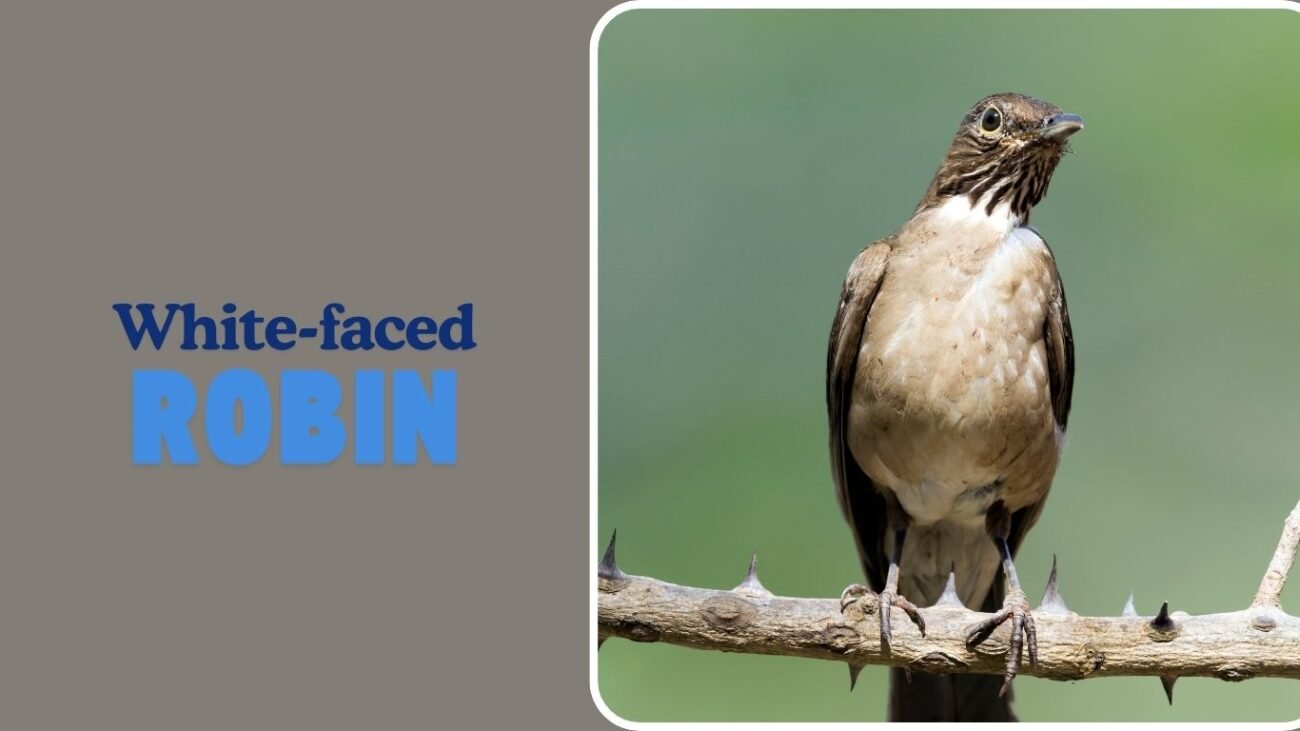 White-faced Robin