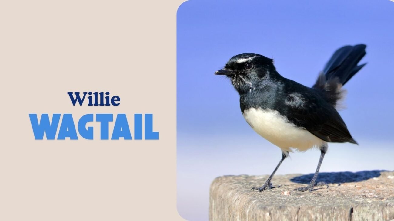 Willie Wagtail