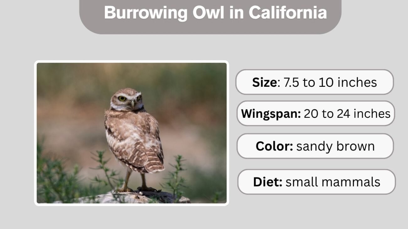 Burrowing Owl in California