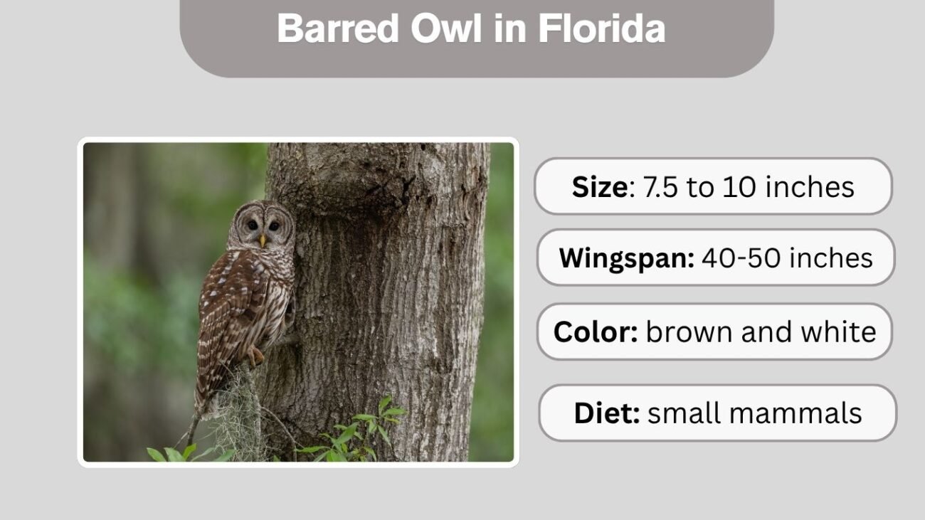 Barred Owl in Florida