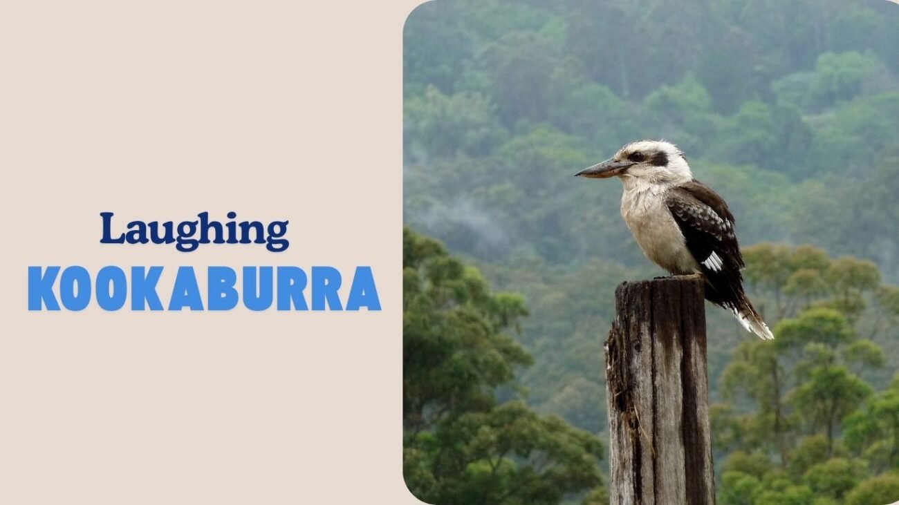Laughing Kookaburra