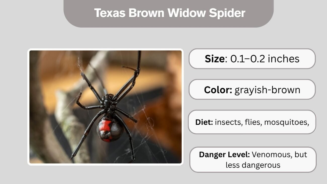 Texas Brown Widow Spider