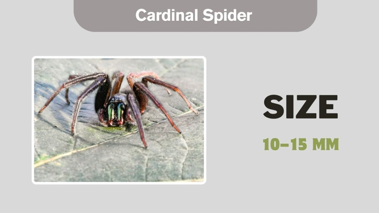 Tube Web Spider