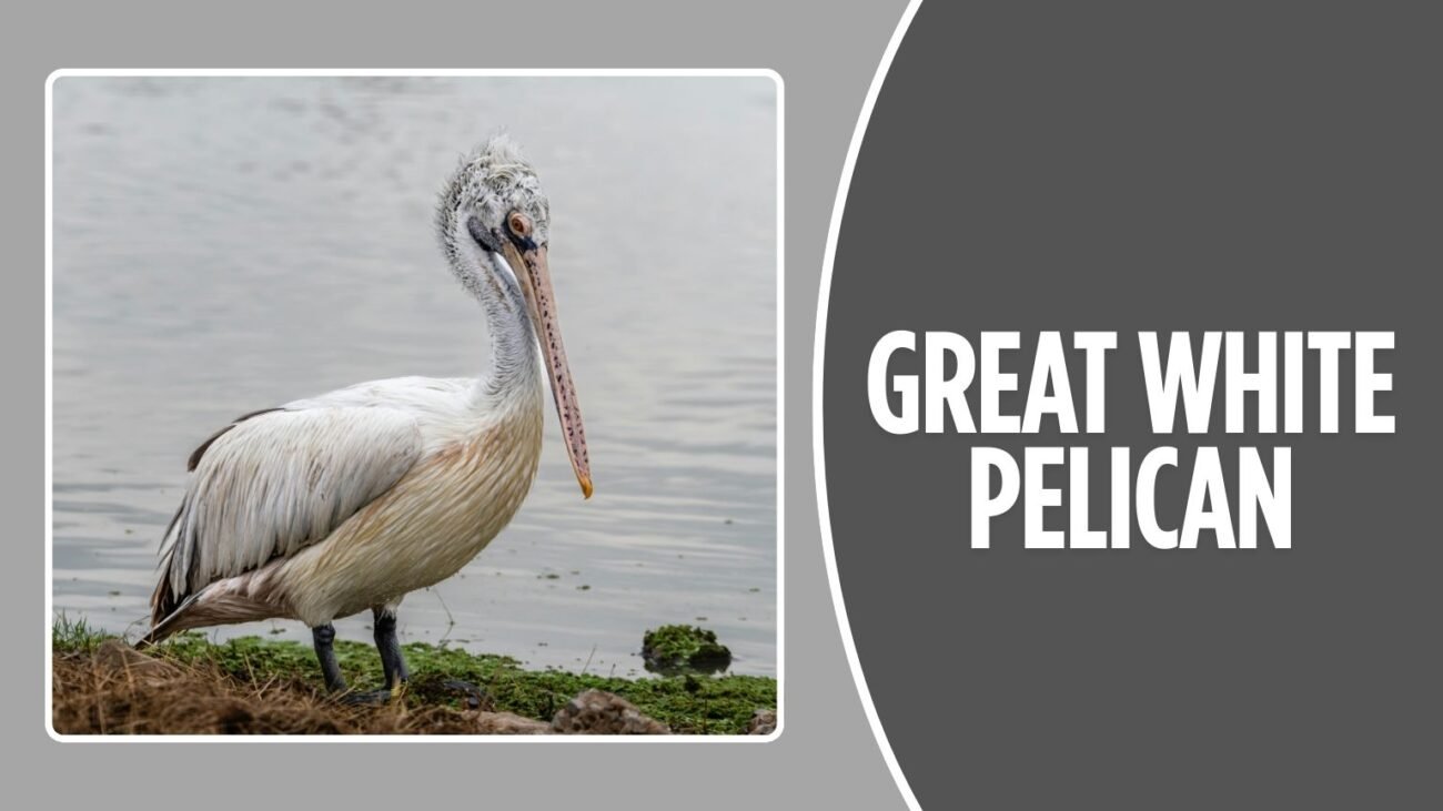 Great White Pelican