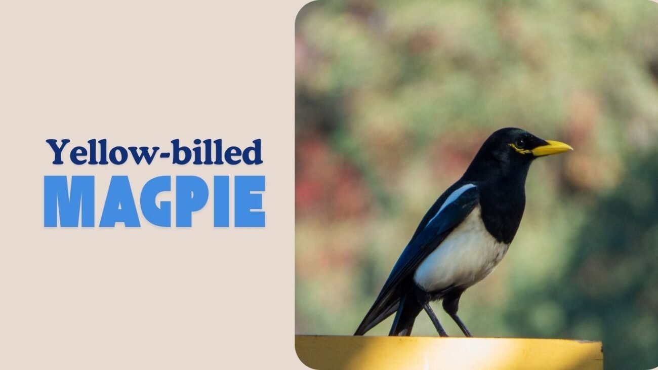 Yellow-billed Magpie