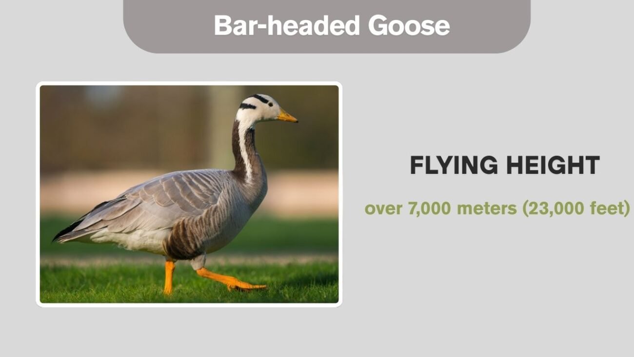 Bar-headed Goose