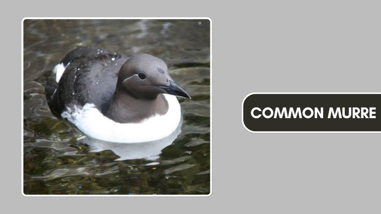 Common Murre