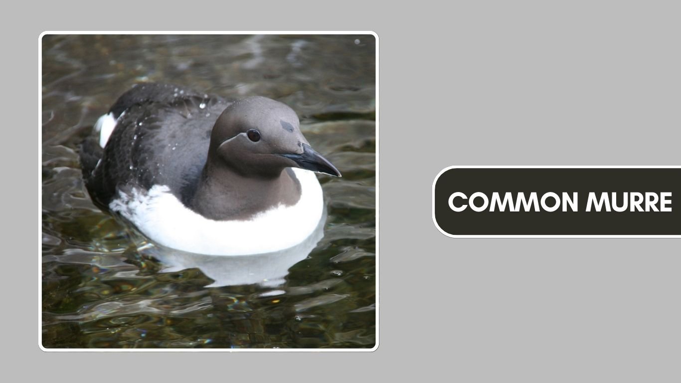 7 Black and White Seabirds: Identification With Images
