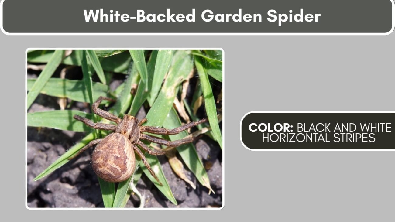 White-Backed Garden Spider Black Spiders with White Spots, Stripes, or Markings