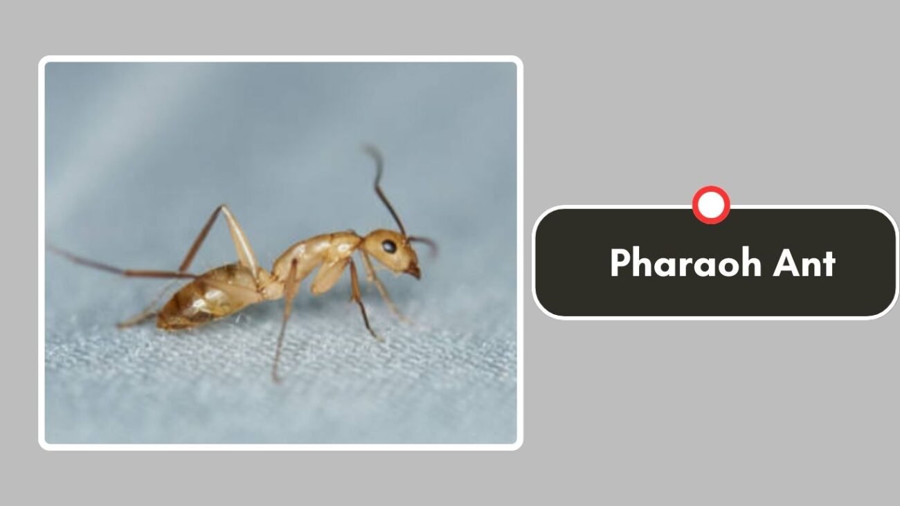 Pharaoh Ant
