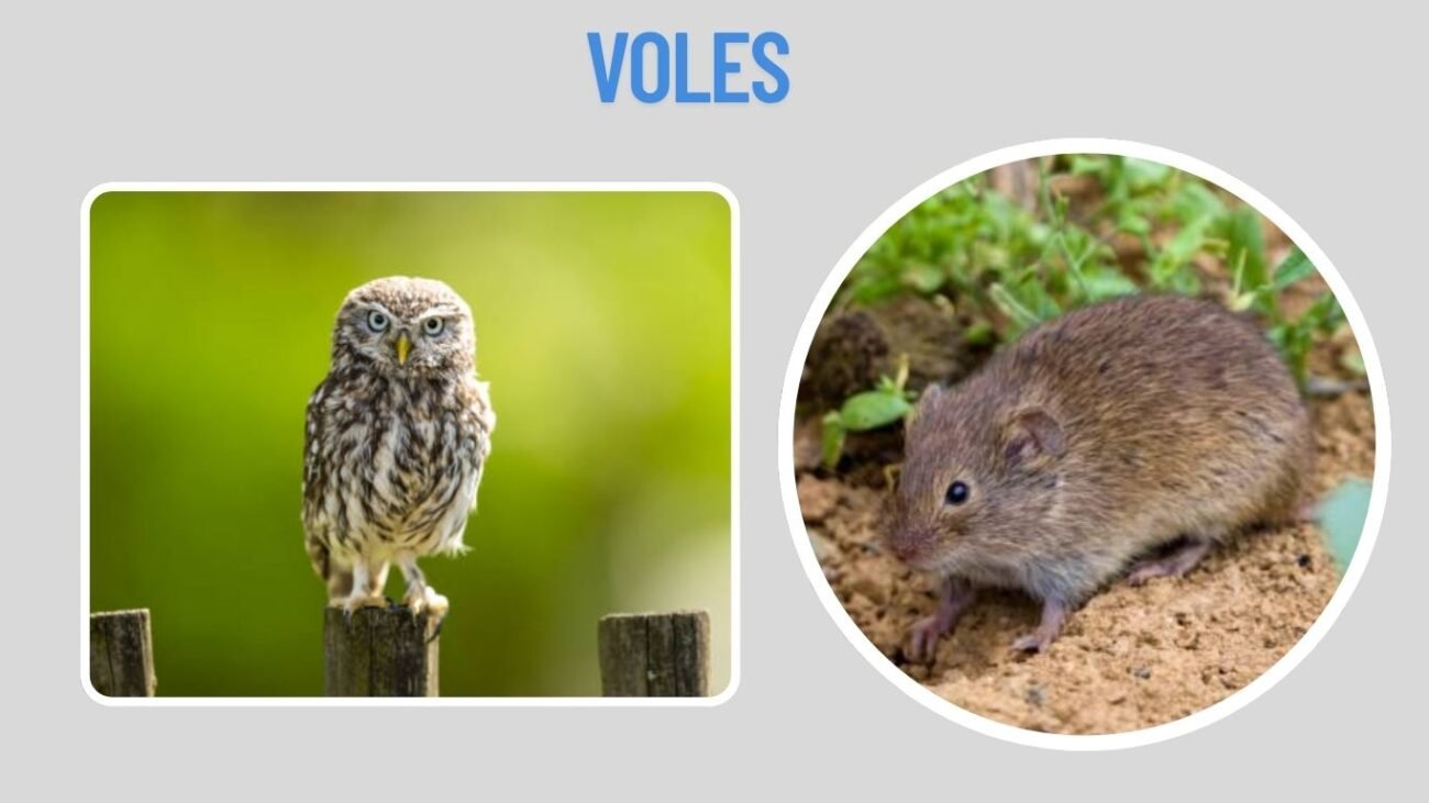 Voles