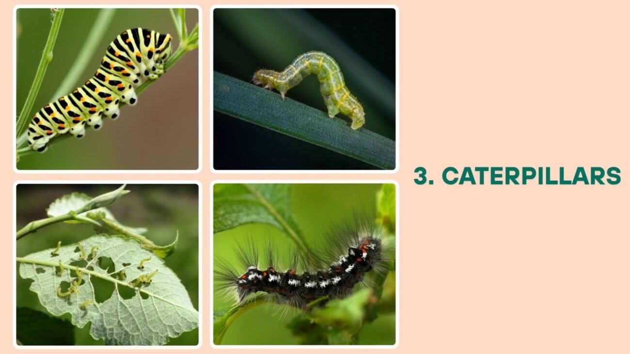 Caterpillars