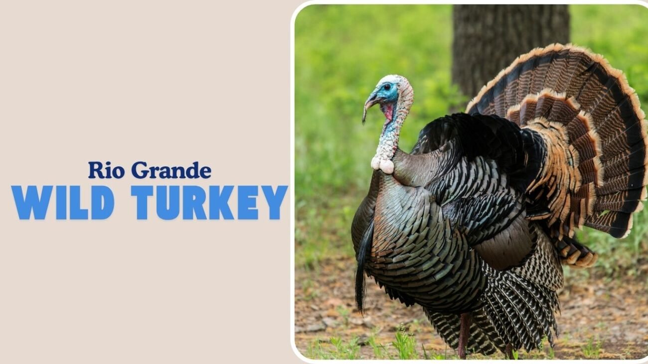 Rio Grande Wild Turkey