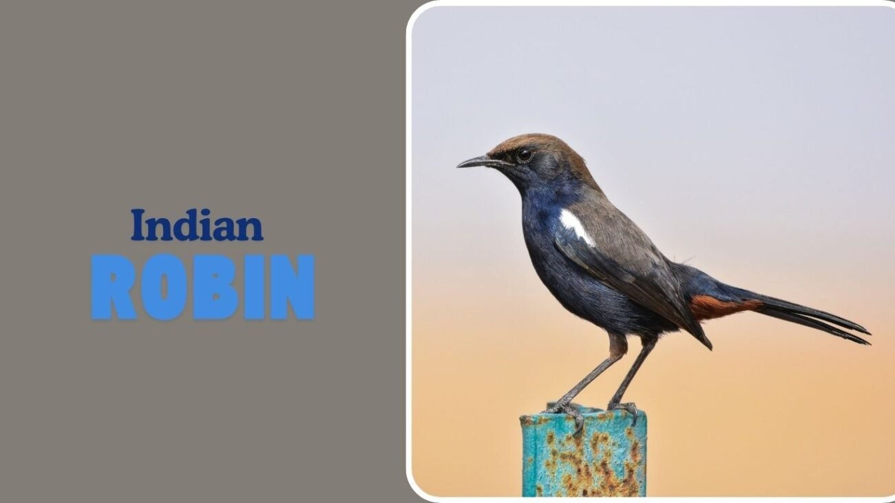 Indian Robin