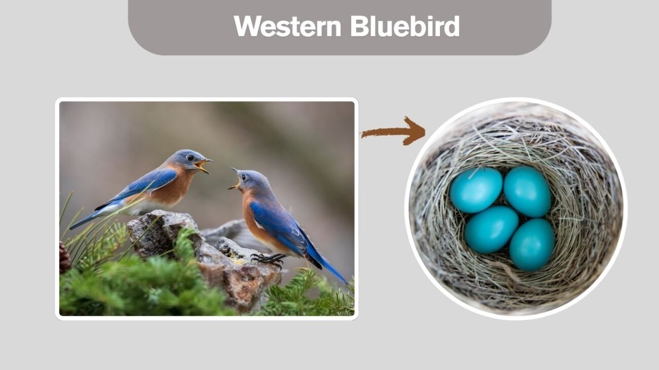 Western Bluebird