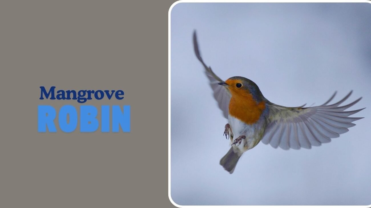 Mangrove Robin