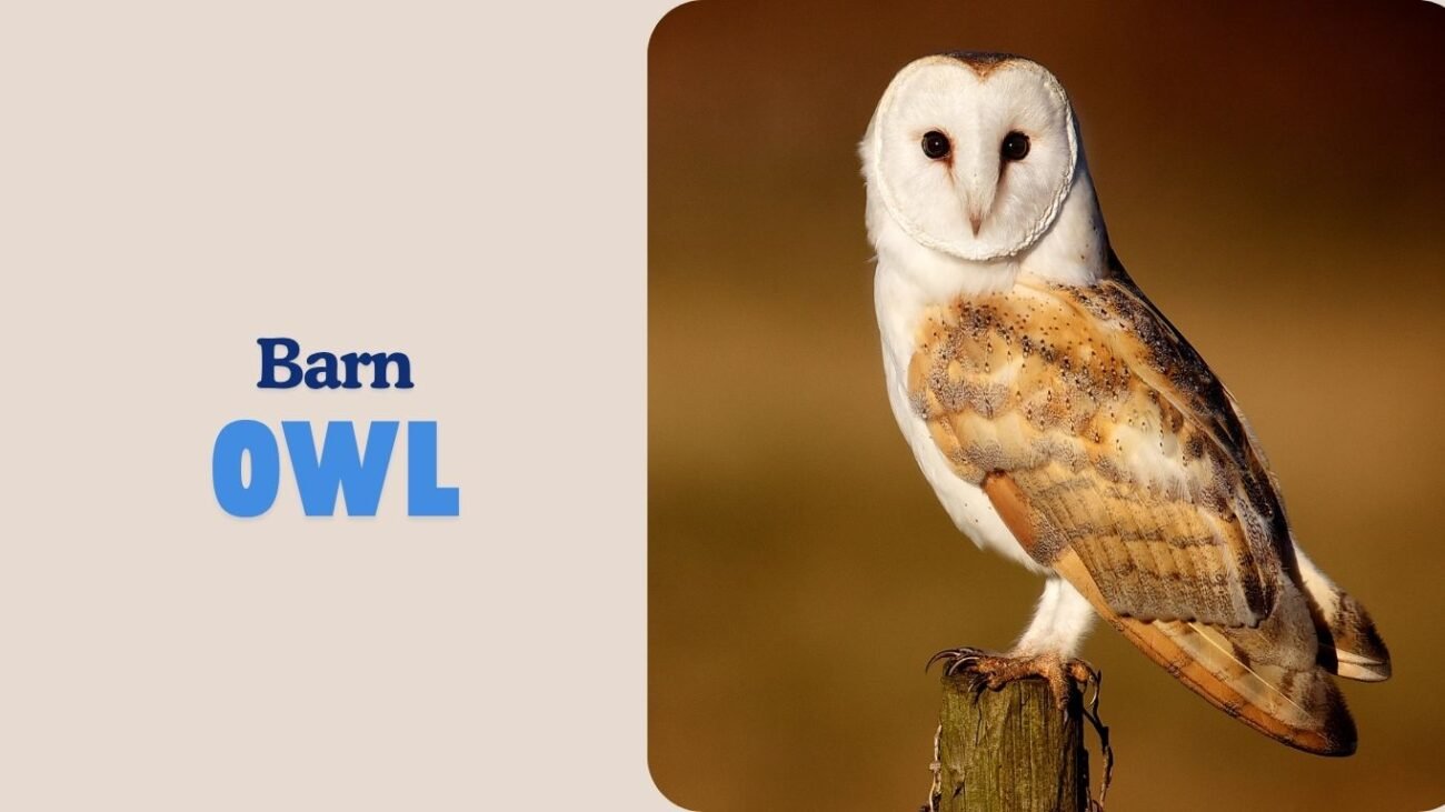 Barn Owl