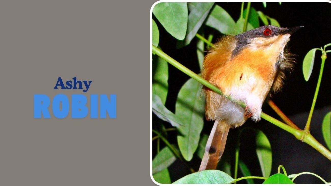 Ashy Robin