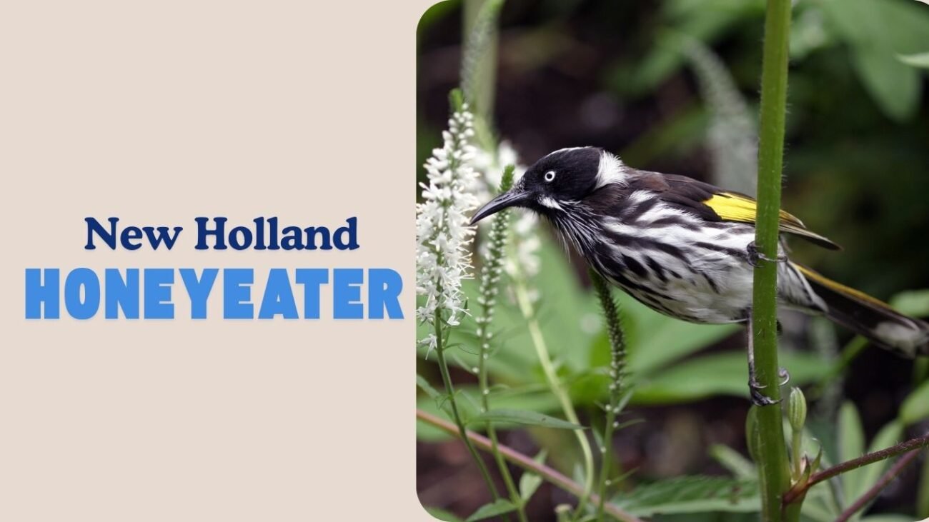 New Holland Honeyeater